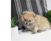 Photo №1. pomeranian - for sale in the city of Bellinzona | negotiated | Announcement № 17400