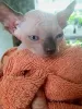 Photo №1. sphynx-katze - for sale in the city of Яроцин | 631$ | Announcement № 76351