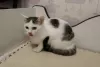 Additional photos: A little cat, kitten Lyalya, was rescued from the street and is looking for a