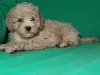 Additional photos: Real maltipu puppies (toy poodle). Boys.