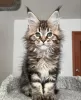 Photo №4. I will sell maine coon in the city of Villmergen. private announcement - price - 423$