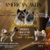 Photo №1. american akita - for sale in the city of Казахстан | 634$ | Announcement № 76772