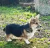 Photo №2 to announcement № 124907 for the sale of welsh corgi - buy in Serbia 