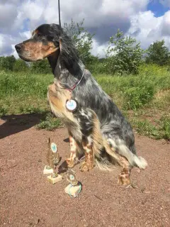 Additional photos: In the Allure Show kennel, English Setter puppies are for sale!