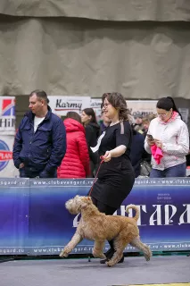 Photo №2 to announcement № 6090 for the sale of soft-coated wheaten terrier - buy in Russian Federation from nursery, breeder