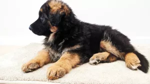 Photo №2 to announcement № 5120 for the sale of german shepherd - buy in Ukraine breeder