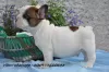 Photo №1. french bulldog - for sale in the city of Prostějov | Is free | Announcement № 51320