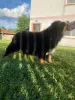 Photo №2 to announcement № 105902 for the sale of bernese mountain dog - buy in Serbia breeder