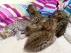 Photo №2 to announcement № 11654 for the sale of savannah cat - buy in United States breeder