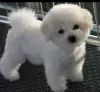 Photo №1. bichon frise - for sale in the city of Odessa | 500$ | Announcement № 102151