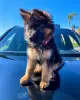 Photo №1. german shepherd - for sale in the city of Братислава | Is free | Announcement № 111334