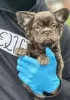 Photo №1. french bulldog - for sale in the city of Ньюарк | 450$ | Announcement № 125560