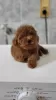 Additional photos: Mini poodle puppies