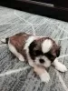 Photo №4. I will sell lhasa apso, shih tzu in the city of Kaunas. private announcement, from nursery, breeder - price - 634$