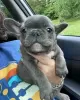 Photo №3. Beautiful french bulldog puppies. Lithuania