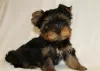 Additional photos: Yorkshire Terrier puppies for sale