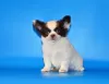 Photo №2 to announcement № 11156 for the sale of chihuahua - buy in Russian Federation from nursery, breeder