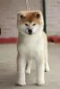 Additional photos: Akita Inu