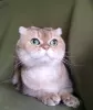 Photo №1. scottish fold - for sale in the city of Москва | Is free | Announcement № 83134