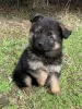 Photo №2 to announcement № 95701 for the sale of german shepherd - buy in Germany private announcement, breeder