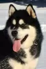 Photo №4. I will sell alaskan malamute in the city of Šid.  - price - negotiated