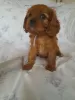 Photo №1. cavalier king charles spaniel - for sale in the city of Калифорния Сити | 500$ | Announcement № 111058