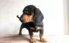 Photo №2 to announcement № 36089 for the sale of dachshund - buy in Lithuania 