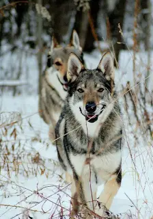 Additional photos: Czechoslovakian wolfdog puppies for sale