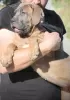 Additional photos: Cane Corso puppies available for sale.