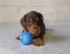 Photo №3. Dachshund puppies. Russian Federation