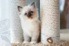 Photo №1. birman - for sale in the city of Berlin | Is free | Announcement № 126145