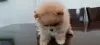 Photo №2 to announcement № 10741 for the sale of pomeranian - buy in Israel private announcement