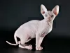 Photo №1. sphynx-katze - for sale in the city of Kharkov | 400$ | Announcement № 8928