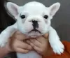 Photo №2 to announcement № 128248 for the sale of french bulldog - buy in Germany private announcement