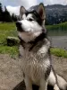 Photo №1. alaskan malamute - for sale in the city of Rougemont | 4755$ | Announcement № 57528