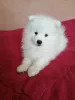 Photo №3. Japanese spitz, puppy. Belarus