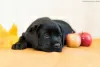 Additional photos: Labrador retriever puppies