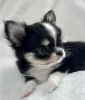 Photo №3. Chihuahua puppy for sale. Germany