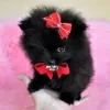 Photo №2 to announcement № 78367 for the sale of pomeranian - buy in United Kingdom private announcement