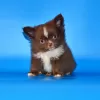 Additional photos: Very beautiful, breed boy Chihuahua of exclusive color.