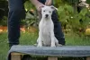 Additional photos: American Stafford puppies