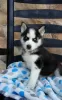 Photo №1. siberian husky - for sale in the city of Mainz | Is free | Announcement № 105449