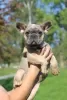 Additional photos: French Bulldog