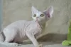 Photo №2 to announcement № 50106 for the sale of devon rex - buy in Russian Federation from nursery