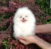 Photo №3. Male and female Pomeranian puppies. Swaziland