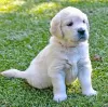 Photo №2 to announcement № 106358 for the sale of golden retriever - buy in Luxembourg private announcement