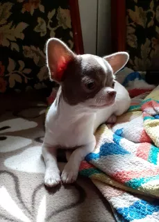 Photo №2 to announcement № 6098 for the sale of chihuahua - buy in Ukraine from nursery