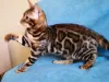 Photo №1. bengal cat - for sale in the city of Minsk | 461$ | Announcement № 9437