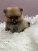 Photo №1. pomeranian - for sale in the city of Сомбор | negotiated | Announcement № 113934