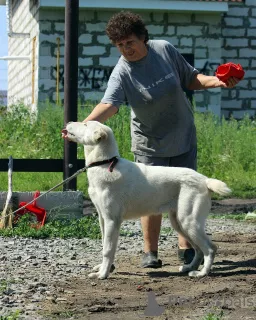 Additional photos: Central Asian Shepherd Puppy